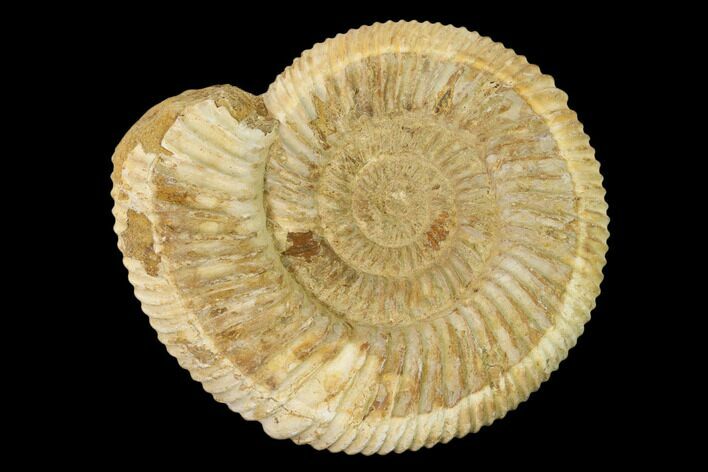 Jurassic Ammonite (Perisphinctes) Fossil - Madagascar #152781